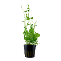 Cardamine lyrata Pot Plant by Tropica