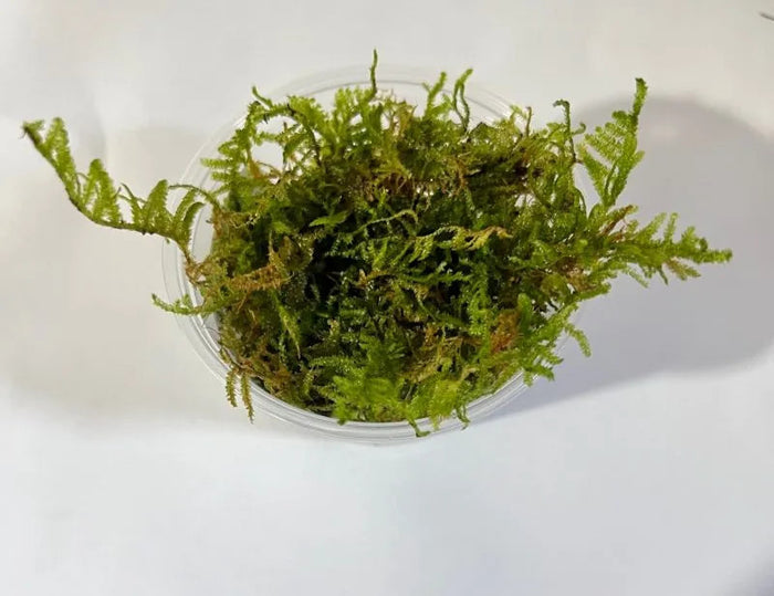 christmas moss for sale, christmas moss aquarium, christmas moss for aquarium, christmas moss near me, christmas moss aquarium plants, buy christmas moss online, christmas moss for sale near me