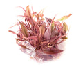 Cryptocoryne Pink Flamingo