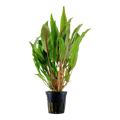 Cryptocoryne undulata 'Broad Leaves' Pot Plant by Tropica