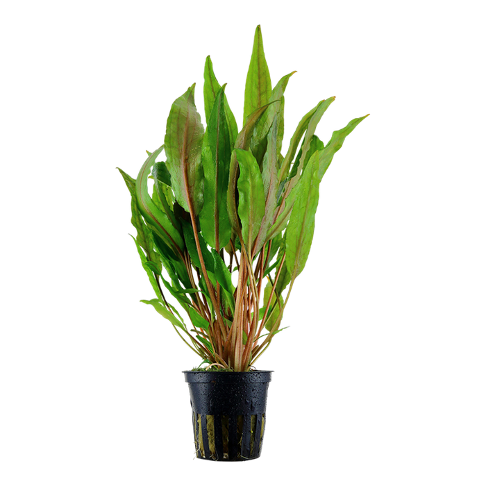 Cryptocoryne undulata 'Broad Leaves' Pot Plant by Tropica