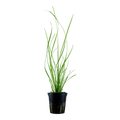 Cyperus helferi Pot Plant by Tropica