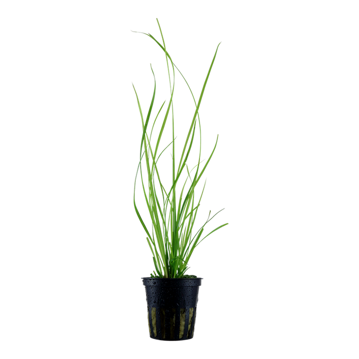 Cyperus helferi Pot Plant by Tropica