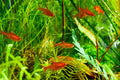 ember tetra, tetras, tetra fish, tetra fish for sale, ember tetra fish, ember tetra for sale, types of tetra fish, tetra fish varieties, tetra fish species, tetra fishes, tetras for sale, buy ember tetras online, buy tetras fish online