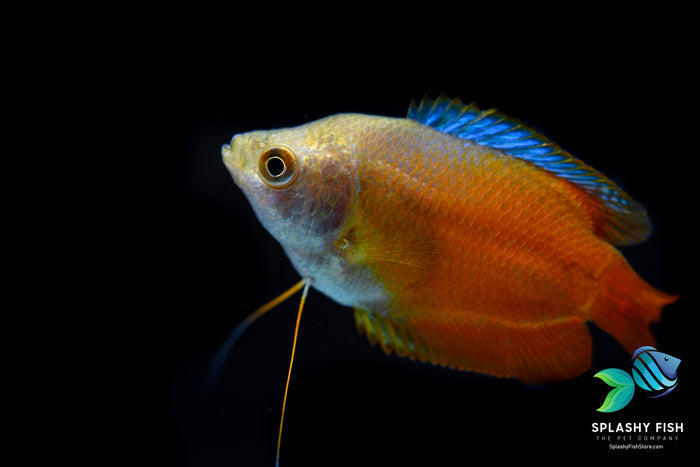 Flame Dwarf Gourami For Sale, flame dwarf gourami, flame gourami, rainbow gourami, red dwarf gourami, dwarf flame gourami, red gourami, red fire dwarf gourami, trichogaster lalius, red flame gourami, red flame dwarf gourami, gourami fish for sale