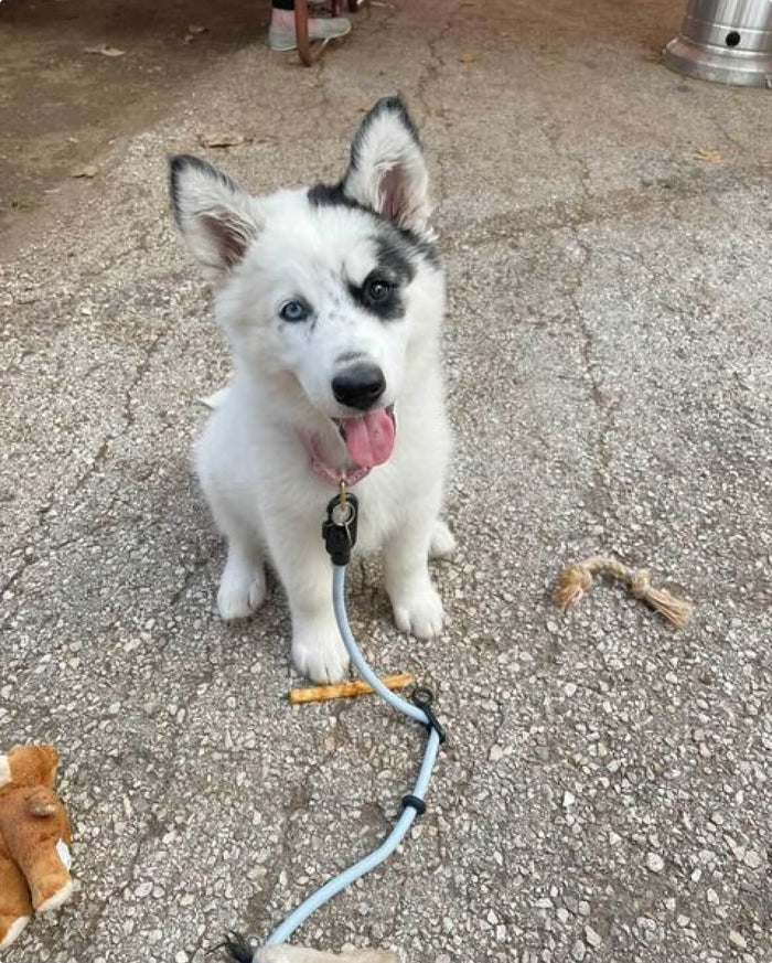 Hands-Free Dog Leash