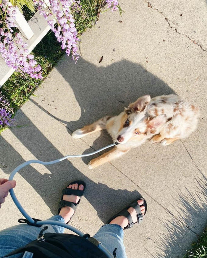 Hands-Free Dog Leash