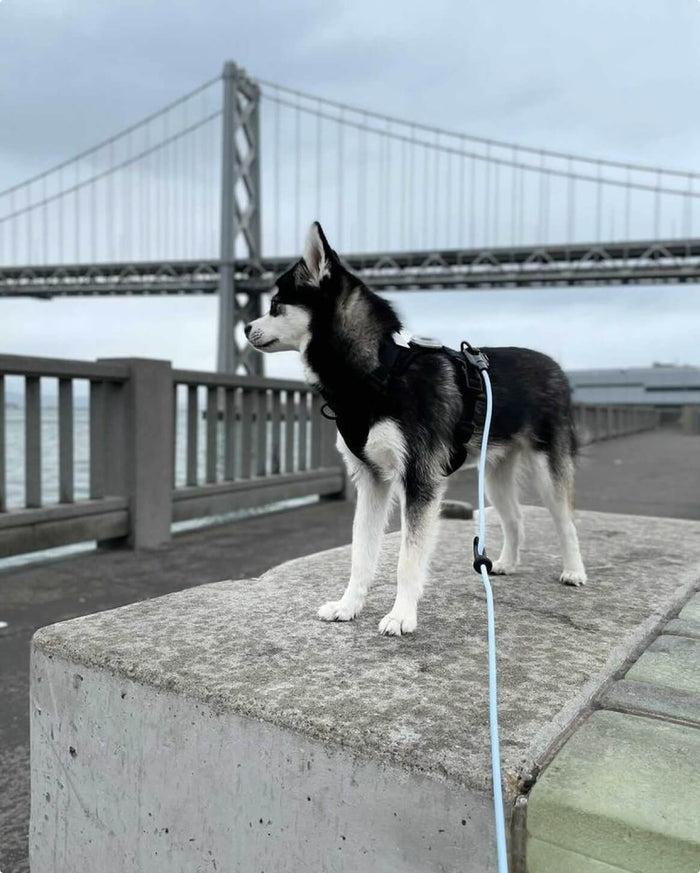 Hands-Free Dog Leash