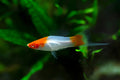 kohaku koi swordtail, koi kohaku lyretail swordtail, koi kohaku swordtail, kohaku koi swordtail fish, swordtail, swordtail fish, swordtail fish for sale, types of swordtail fish, swordtail fish species