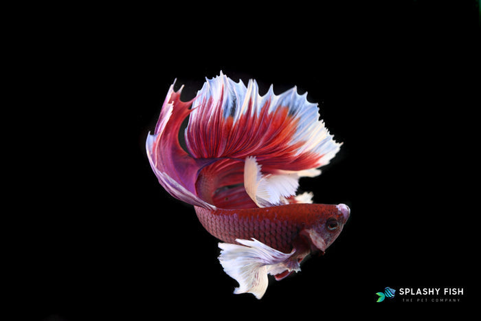 Dumbo Ear Halfmoon Lavender Male Betta Fish
