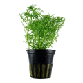Limnophila aquatica Freshwater Plant