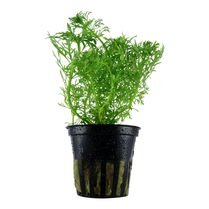 Limnophila aquatica Freshwater Plant