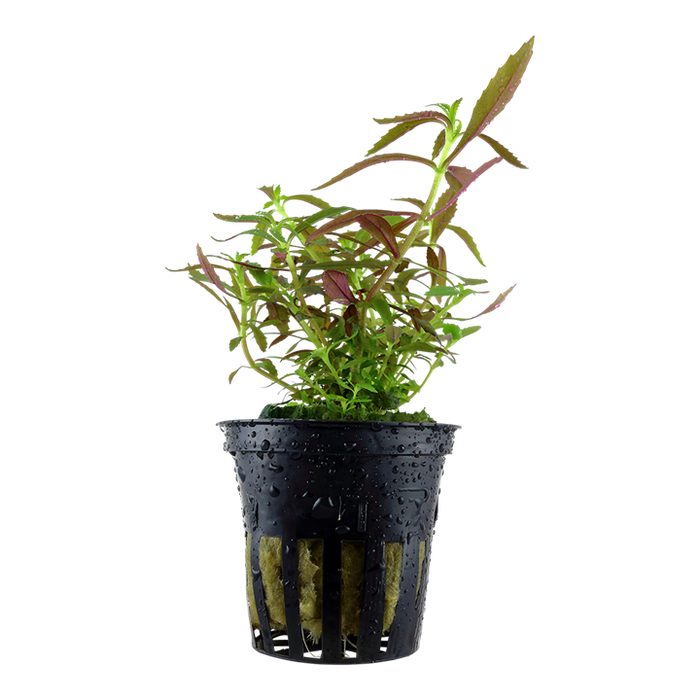 Limnophila hippuridoides Aquatic plant