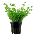 Micranthemum umbrosum Freshwater Plant