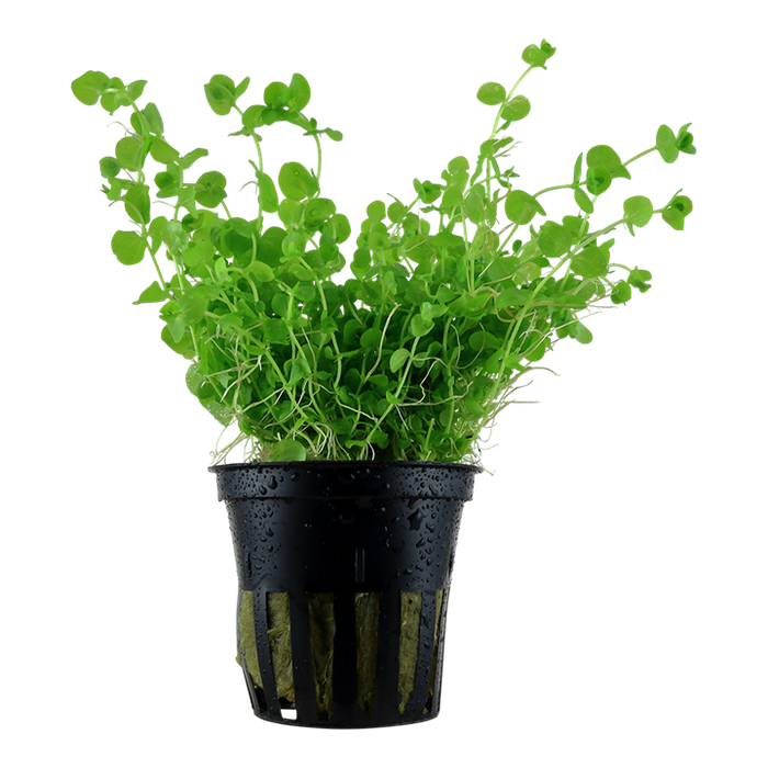 Micranthemum umbrosum Freshwater Plant