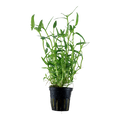 Murdannia Keisak plant aquariums in potted