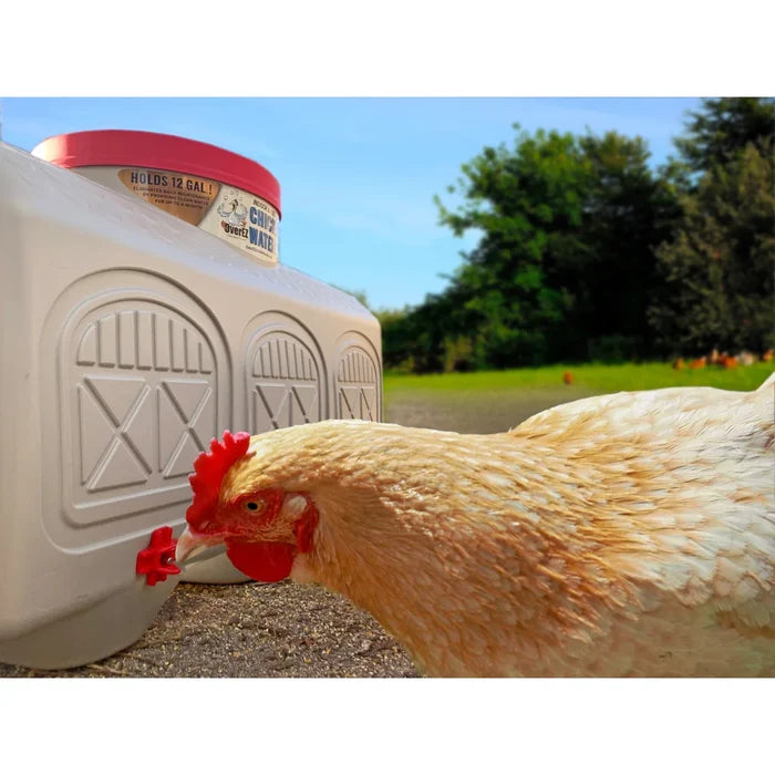 Chicken drinking from the OverEZ Classic Waterer outdoors