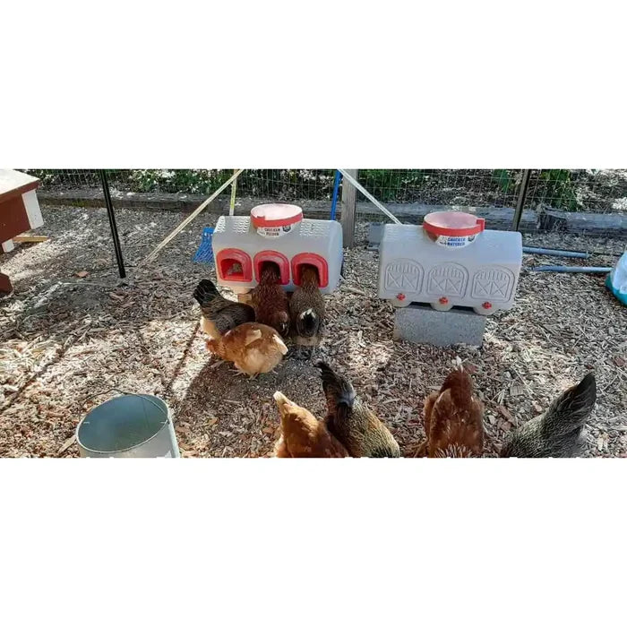 Chickens beside the OverEZ feeder and Classic Waterer