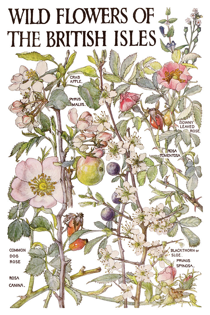 Illustration of wild flowers of the British Isles with plant names labeled.