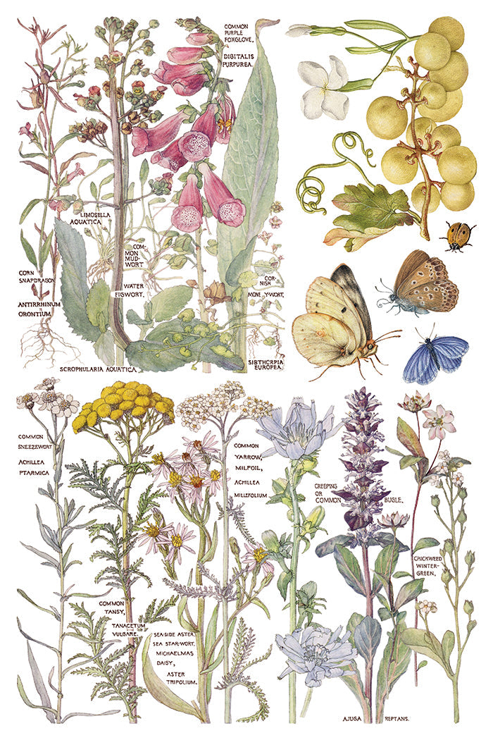 Illustration of various plants and butterflies with labels on a white background