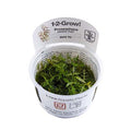 Proserpinaca palustris 'Cuba'  037C TC in a cup