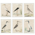 ROBERT JACOB GORDON AFRICAN BIRD SERIES IN WATERCOLOR GICLEE, C. 1778