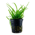 Sagittaria subulata Pot Plant by Tropica