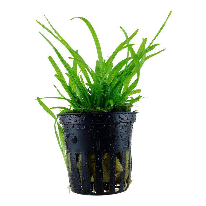 Sagittaria subulata Pot Plant by Tropica