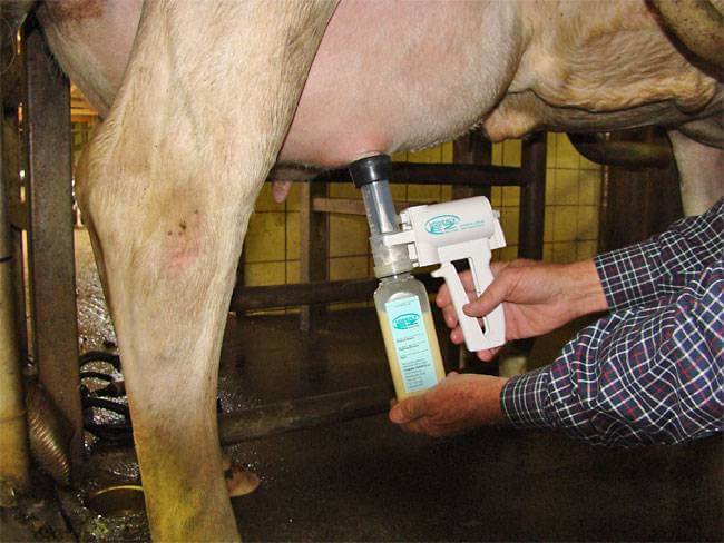 Udderly-EZ-Milker-for-Cow-1
