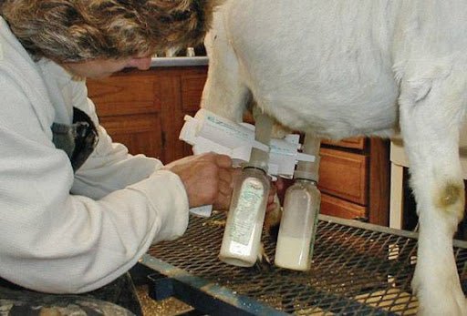 Udderly-EZ-Goat-Milker-1