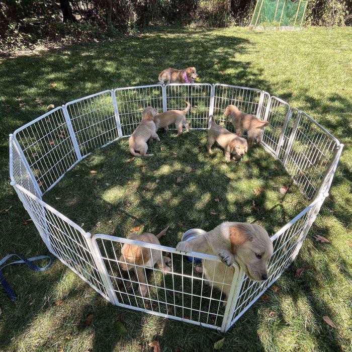 White Rollick Dog Playpen for All-Terrain FXW