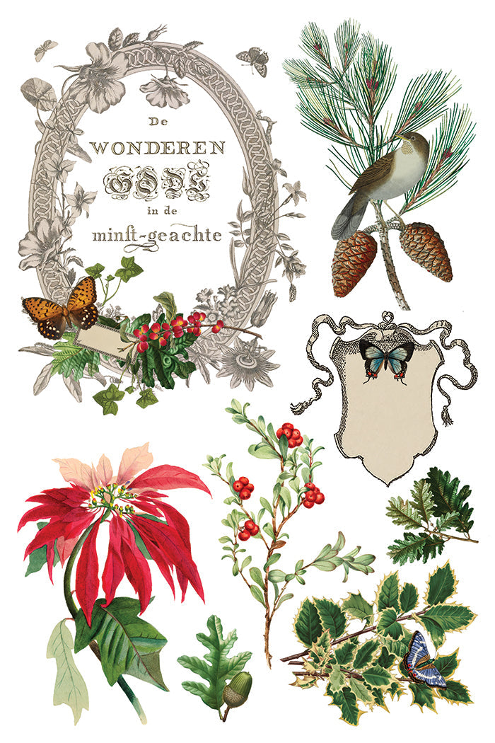 Winter Botanist IOD Transfer